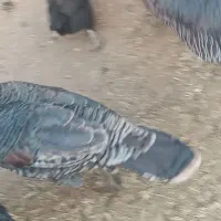 بوقلمون بزرگ|حیوانات مزرعه|دزفول, |دیوار