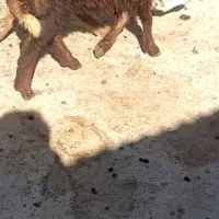 میش جوان با بره
