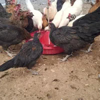 مرغ|حیوانات مزرعه|رفسنجان, |دیوار