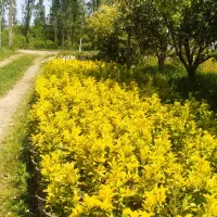 شمشاد طلایی لاوسن