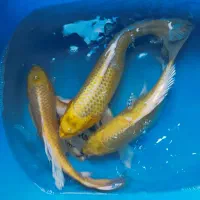 انواع ماهی کپور رنگی امور و کوی رنگارنگ|ماهی|تهران, وردآورد|دیوار