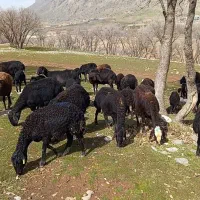 میش وبره|حیوانات مزرعه|خرم‌آباد, |دیوار