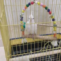 عروس هلندی جوان و سرحال