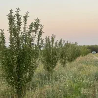 بر-اصلی-جاده-تهران-سند-تک-برگ-تجاری