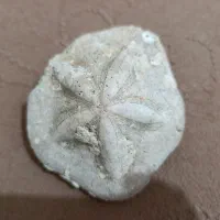 فسیل ستاره دریایی با قدمت بالا