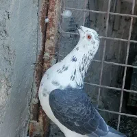 سینه سفید پلاکی