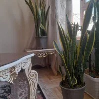 سانسوریا ابلغ آپارتمانی