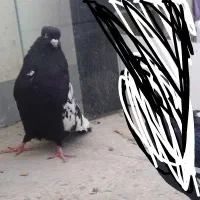 سینه سیاه اصیل|پرنده|اهواز, شهرک دانشگاه|دیوار