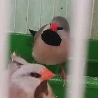 فنچ کرواتی، فنچ توت فرنگی ،کبوتر الماسی|پرنده|تهران, حکمت|دیوار