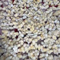 فروش جوجه یک روزه سوپر گوشتی