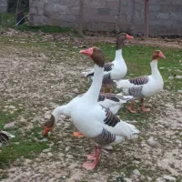 غاز ۶|حیوانات مزرعه|فومن, |دیوار