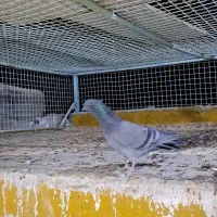 نر بالغ ضمانتی|پرنده|اردکان, |دیوار