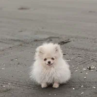 سگ پاکوتاه پامرانین خرسی وارداتی