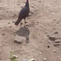 بوقلمون عالی