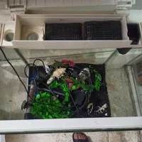 اکواریوم تمیز. ماهیران