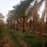 فروش باغ