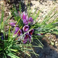 فروش عمده زعفران تضمینی