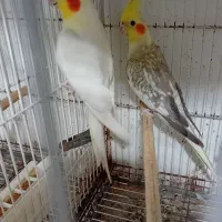 عروس هلندی  مولد