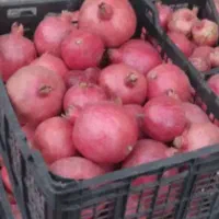 انار درجه یک یک|عمدهفروشی|کوهنانی, |دیوار