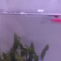 ماهی آکواریوم گوپی و زبرا|ماهی|امیرکلا, |دیوار