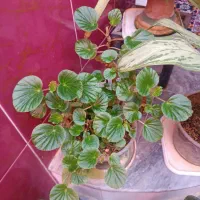 گیاه|آرایشی، بهداشتی، درمانی|نورآباد, |دیوار