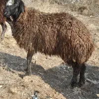 بره نرداشتی