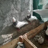 توقی|پرنده|شادگان, |دیوار