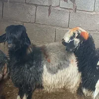 بره ماده