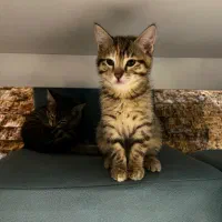 واگذاری بچه گربه|گربه|بندر انزلی, عباس آباد|دیوار