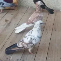 کفتر آبادان