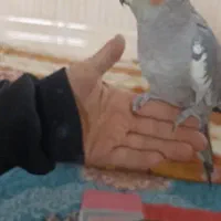 عروس هلندی|موش و خرگوش|سیلوانه, |دیوار