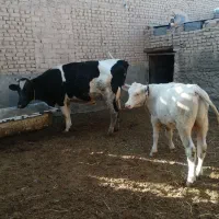 گاو