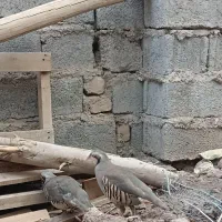 فروش بلدرچین