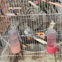 عروس هلندی ۵ماهه