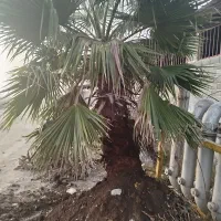 پالم  تنه سرخ