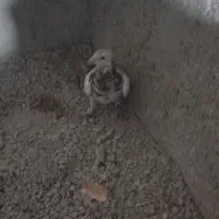 بفروش|پرنده|برازجان, |دیوار