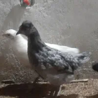 جوجه مرغ محلی