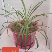 گل وگلدون فروشی قیمت توافقی|گل و گیاه طبیعی|شاهنجرین, |دیوار