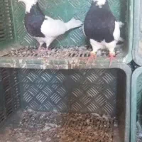 کبوتر طو قی