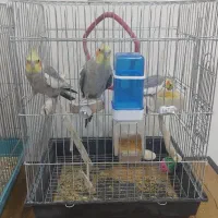 عروس هلندی|پرنده|یزد, |دیوار