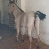 اسب|اسب و تجهیزات اسبسواری|سنندج, |دیوار