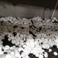 آموزش صفرتاصد پرورش قارچ|خدمات آموزشی|دزفول, |دیوار