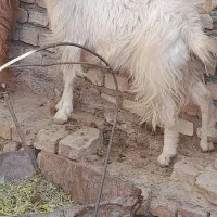 بز و کولار|حیوانات مزرعه|فردوس (خراسان), |دیوار