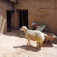 قوچ‌افشاری‌