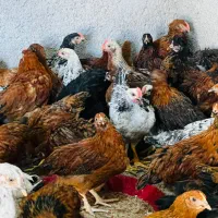 جوجه خروس و مرغ محلی|حیوانات مزرعه|جهرم, |دیوار