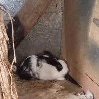 خرگوش بالغ ماده