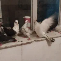 هفت تا کفتر درشت و زیبا|پرنده|قروه, |دیوار