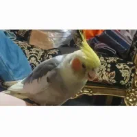 گمشده|پرنده|مهاجران, |دیوار