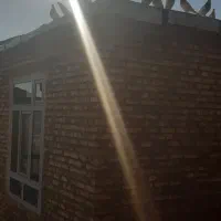 کفتر کله ای|پرنده|کشکسرای, |دیوار