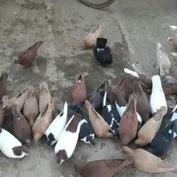 سرخ و زرد خالدم|پرنده|مشهد, ترمینال|دیوار